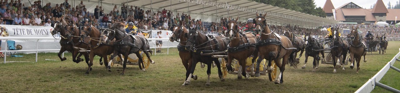marcheconcours-2023-coursesdecharsromains4chevaux-04-nd64190-web_2000.jpg